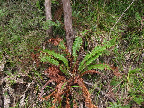 Image of Lomaria discolor (G. Forst.) Willd.