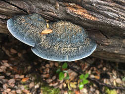 Image of Tyromyces atrostrigosus (Cooke) G. Cunn. 1965