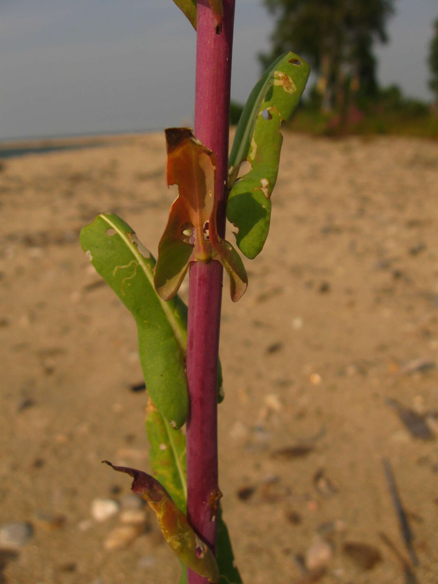 Image of woad