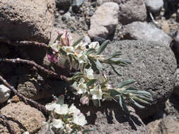 Plancia ëd Polygonum shastense Brewer ex A. Gray