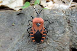 صورة Brachytes bicolor Westwood 1842