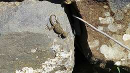 Image of Israeli Fan-fingered Gecko