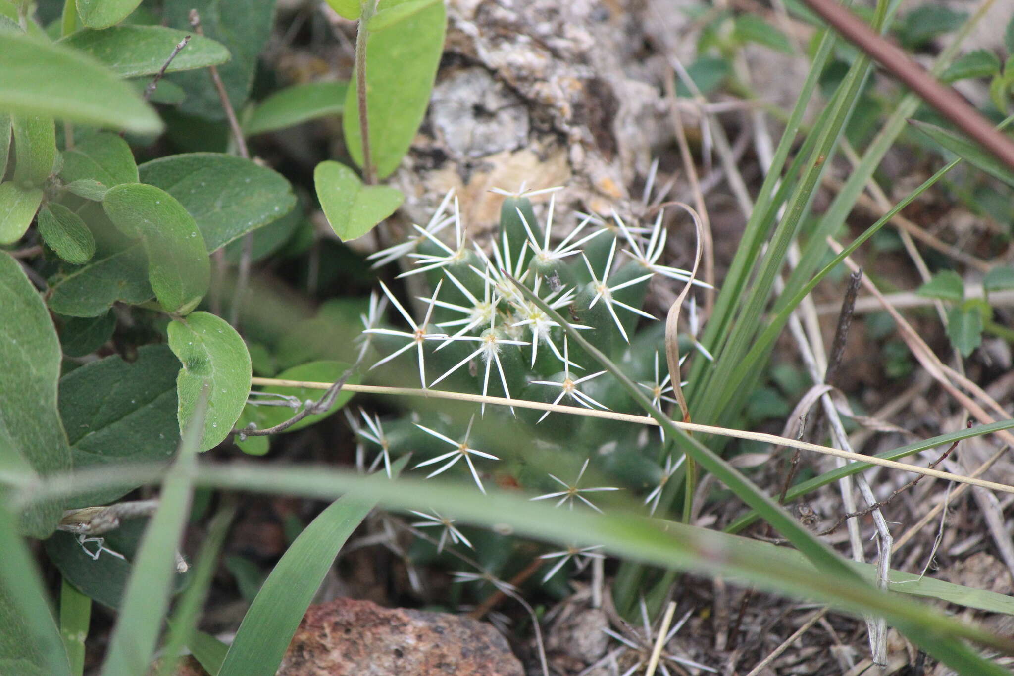 Image of Coryphantha octacantha (DC.) Britton & Rose