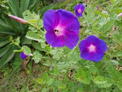 Ipomoea tacambarensis E. Carranza的圖片