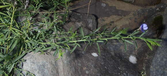 Image of Psoralea axillaris L. fil.