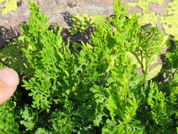 Image of parsley fern