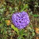 Image of Primula glomerata Pax