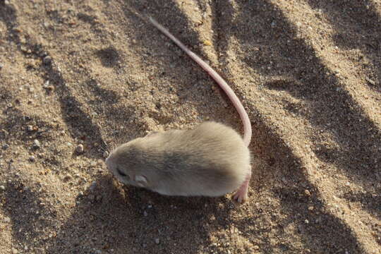 Image of Little Pocket Mouse