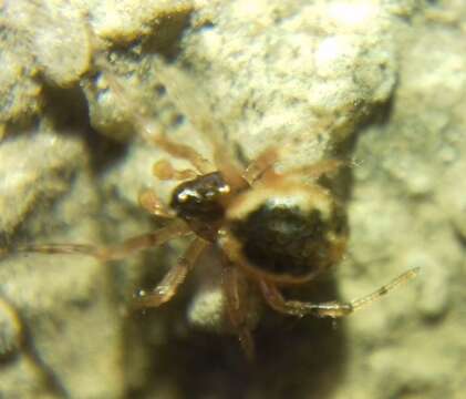 صورة Sardinidion