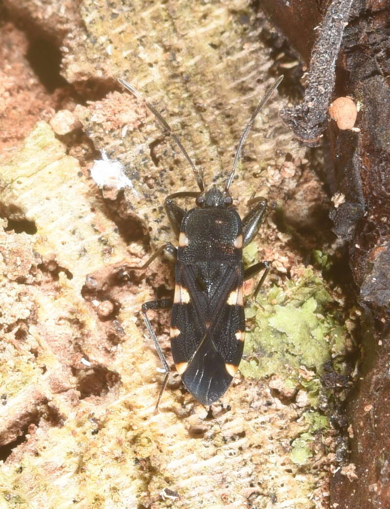 صورة Potamiaena aurifera Distant & W. L. 1910