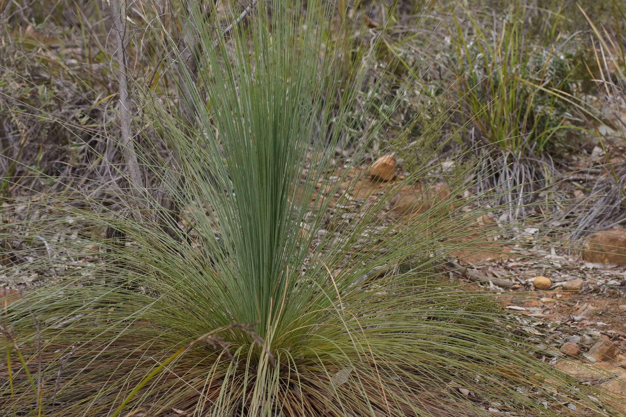 Image of Xanthorrhoea glauca D. J. Bedford