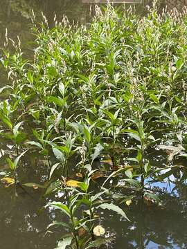 Sivun Persicaria glabra (Willd.) Gomez de la Maza kuva