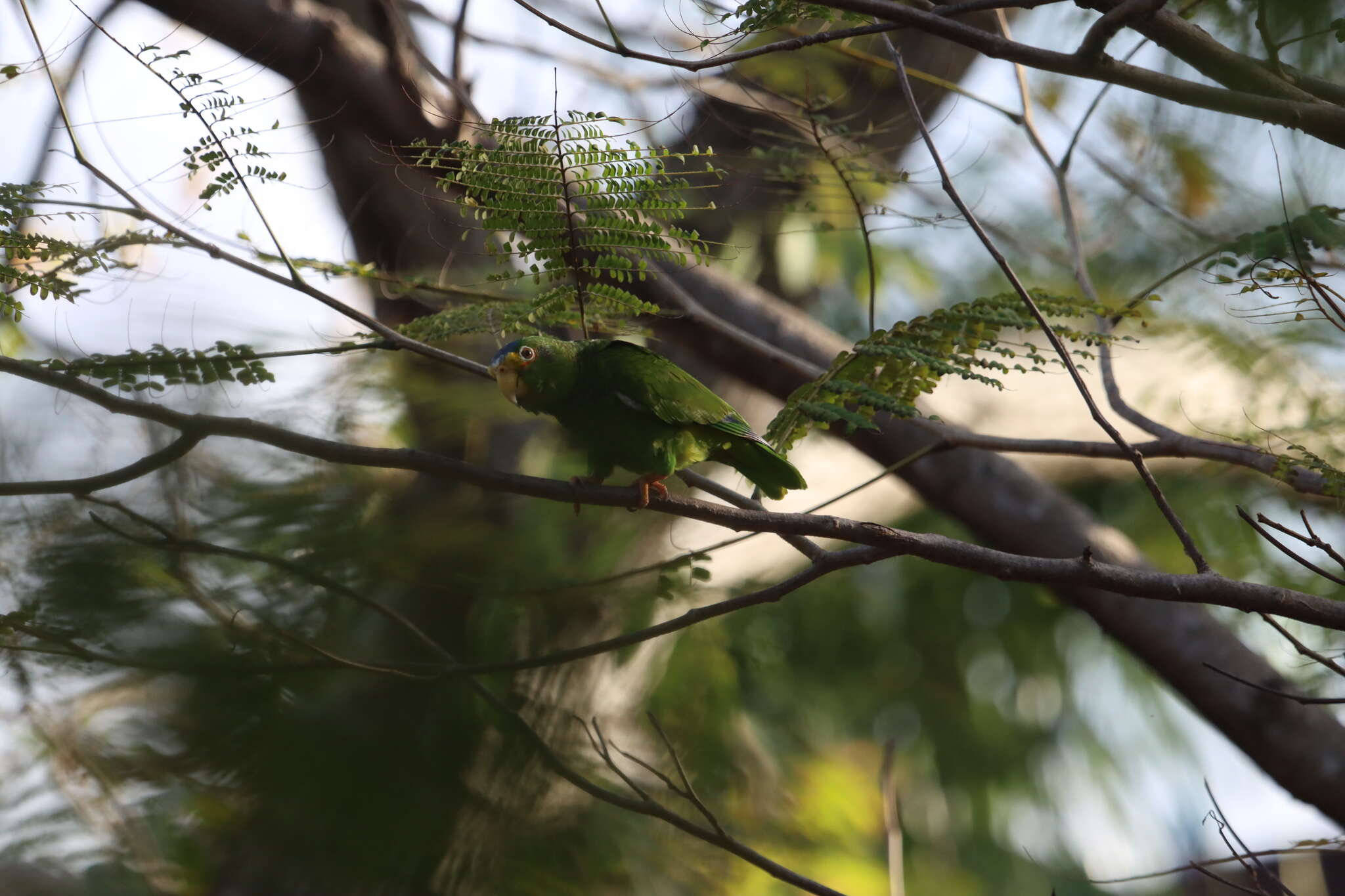 صورة Amazona xantholora (Gray & GR 1859)