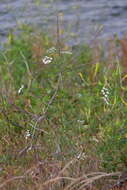 Image of Torilis arvensis subsp. recta Jury