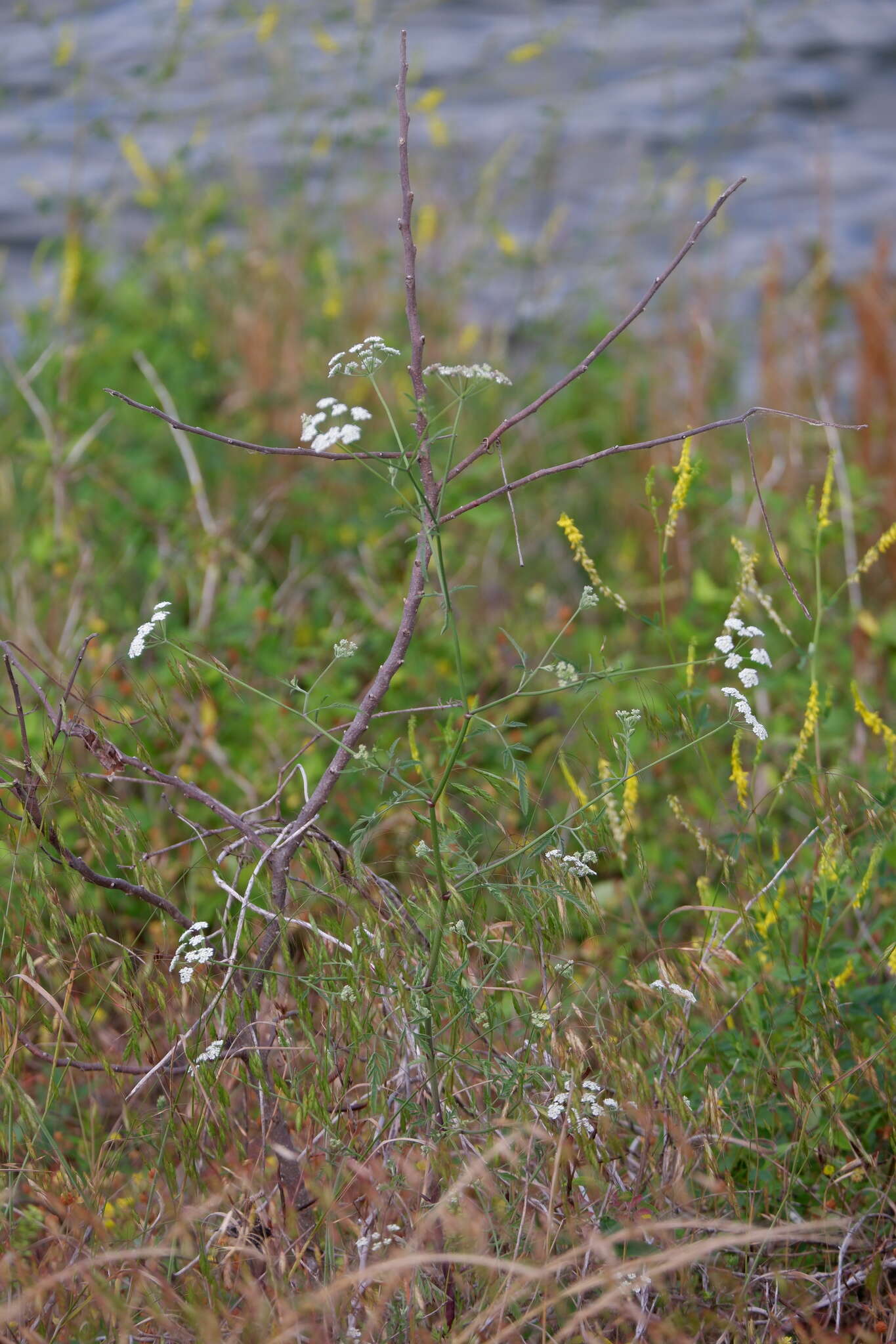 Image of Torilis arvensis subsp. recta Jury