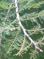 Image of Paperbark acacia