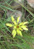 Image de Aloe linearifolia A. Berger