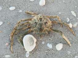 Image of doubtful spider crab