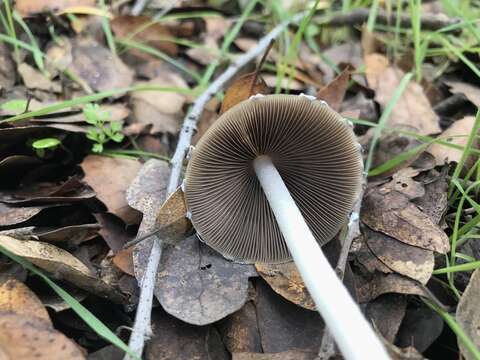 Psathyrella longipes (Peck) A. H. Sm. 1941 resmi