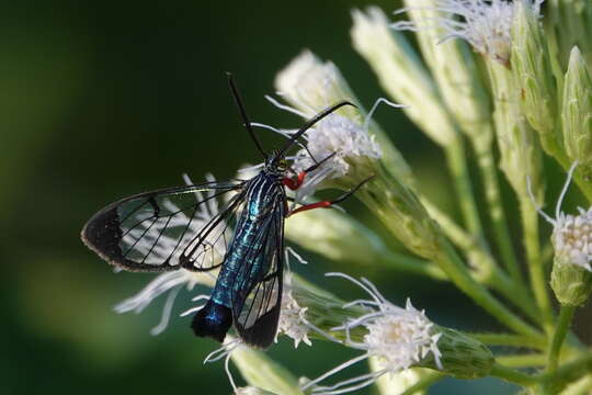 صورة Clystea rubipectus Schaus 1898