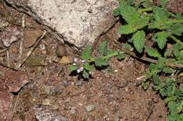 Image of Verbena hispida Ruiz & Pav.