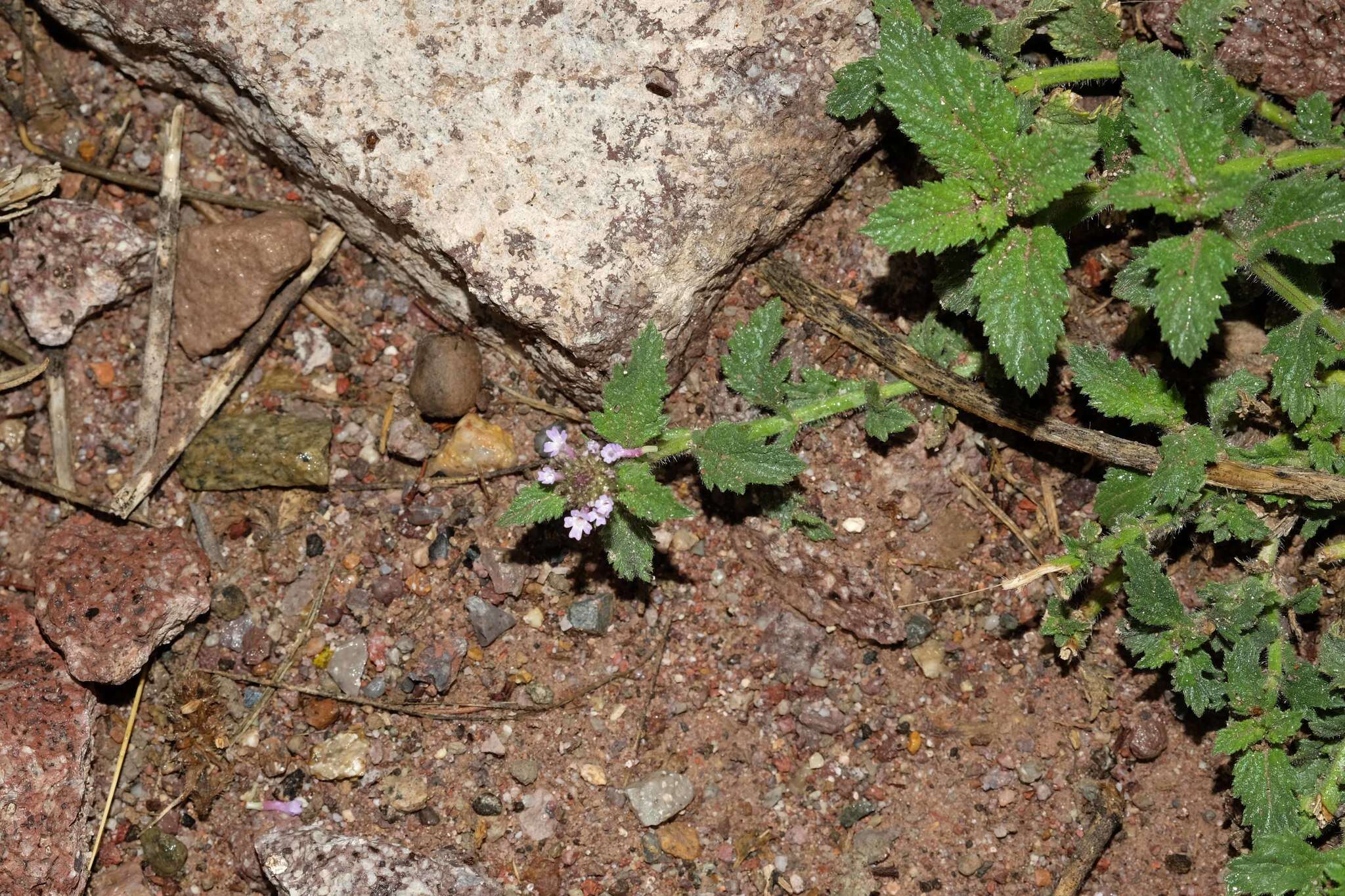 Image of Verbena hispida Ruiz & Pav.