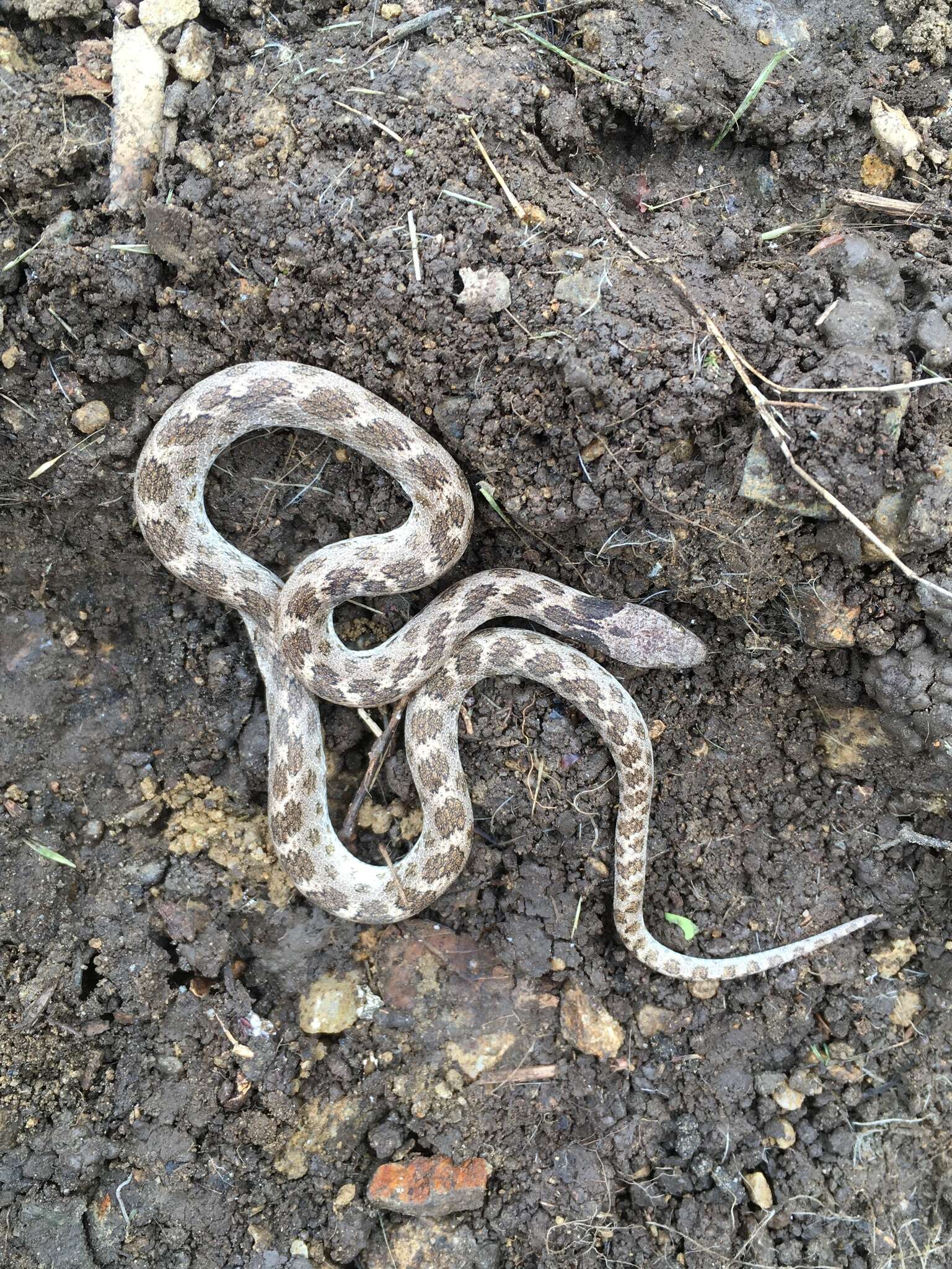 Hypsiglena ochrorhynchus klauberi Tanner 1946 resmi