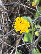 Image of rayless arnica