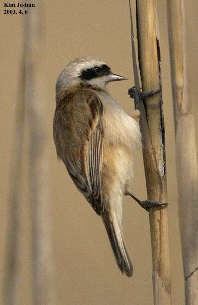 Image of Chinese Penduline Tit