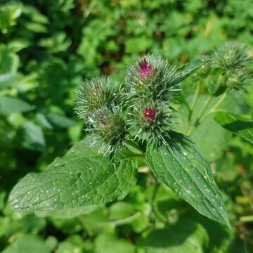 Image of Arctium ambiguum (Celak.) Nym.