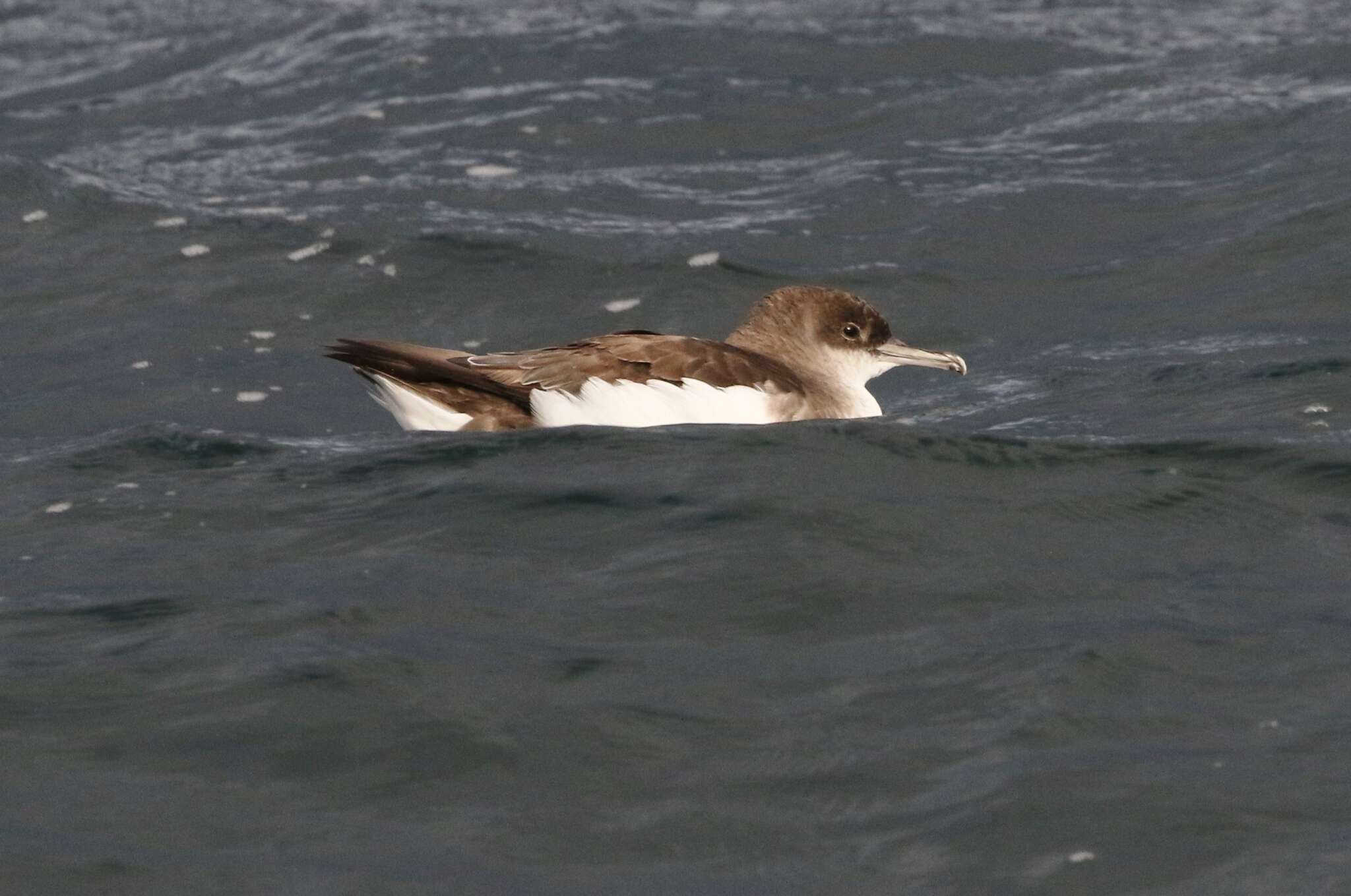 Image of Fluttering Shearwater