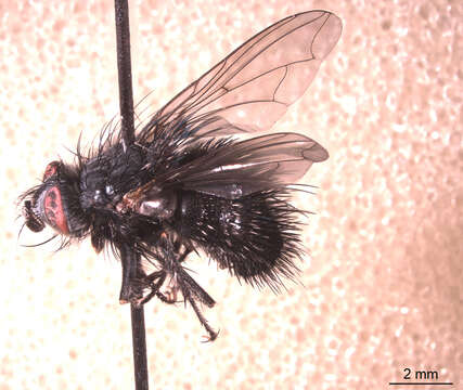 Image of Bombyliomyia soror (Williston 1886)