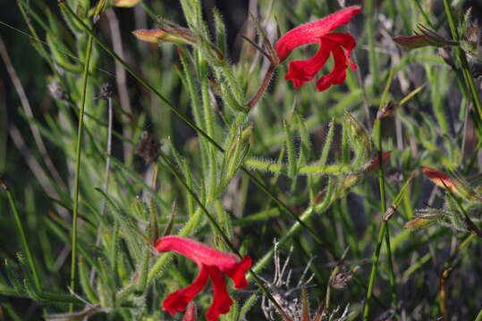 Image of Hairy Lechenaultia