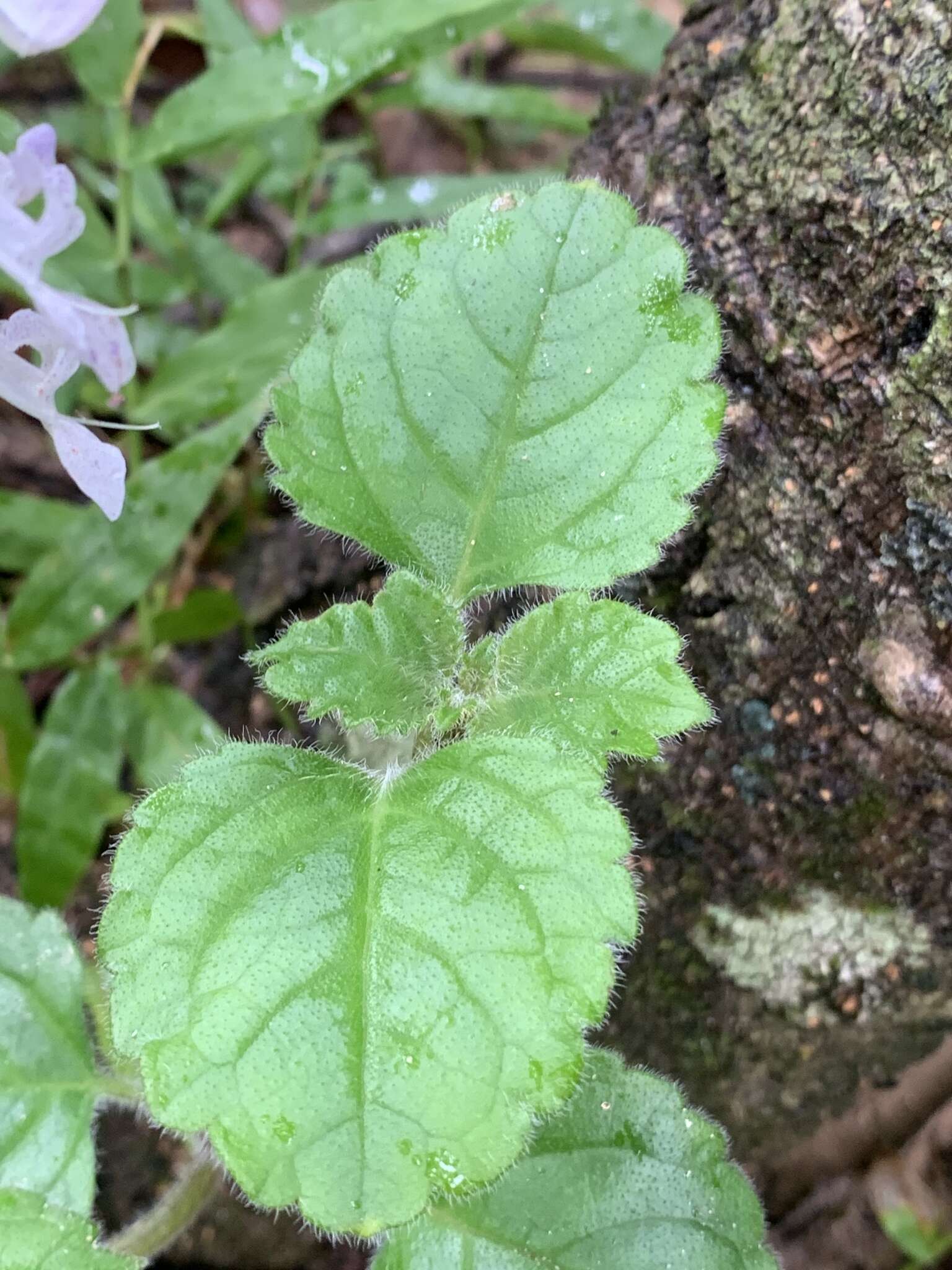 Image of whorled plectranthus