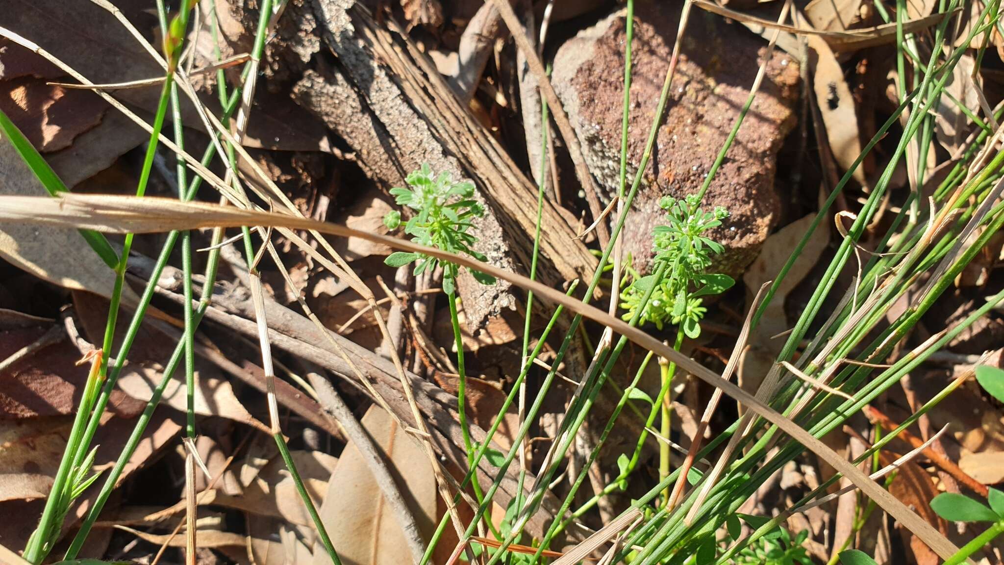 Imagem de Poranthera microphylla Brongn.