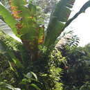 Musa acuminata subsp. siamea N. W. Simmonds resmi