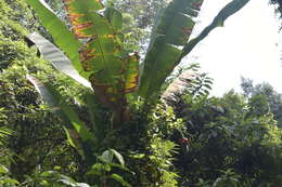 Image de Musa acuminata subsp. siamea N. W. Simmonds