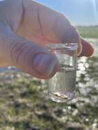 Image of Vernal Pool Fairy Shrimp