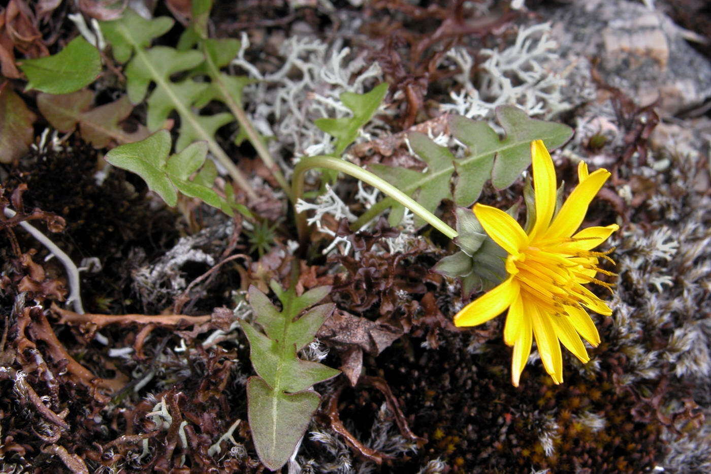 Image of harp dandelion