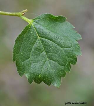 Imagem de Celtis tournefortii Lam.