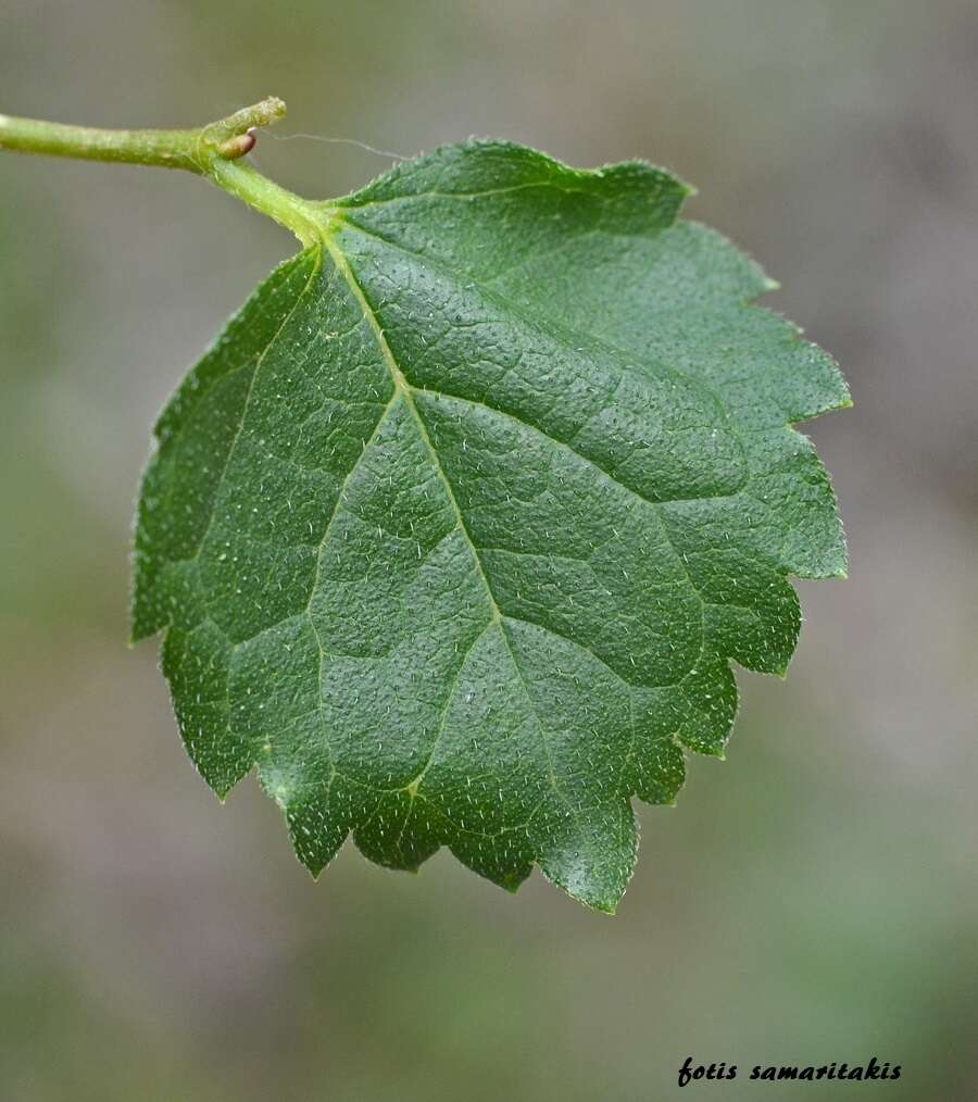 Imagem de Celtis tournefortii Lam.