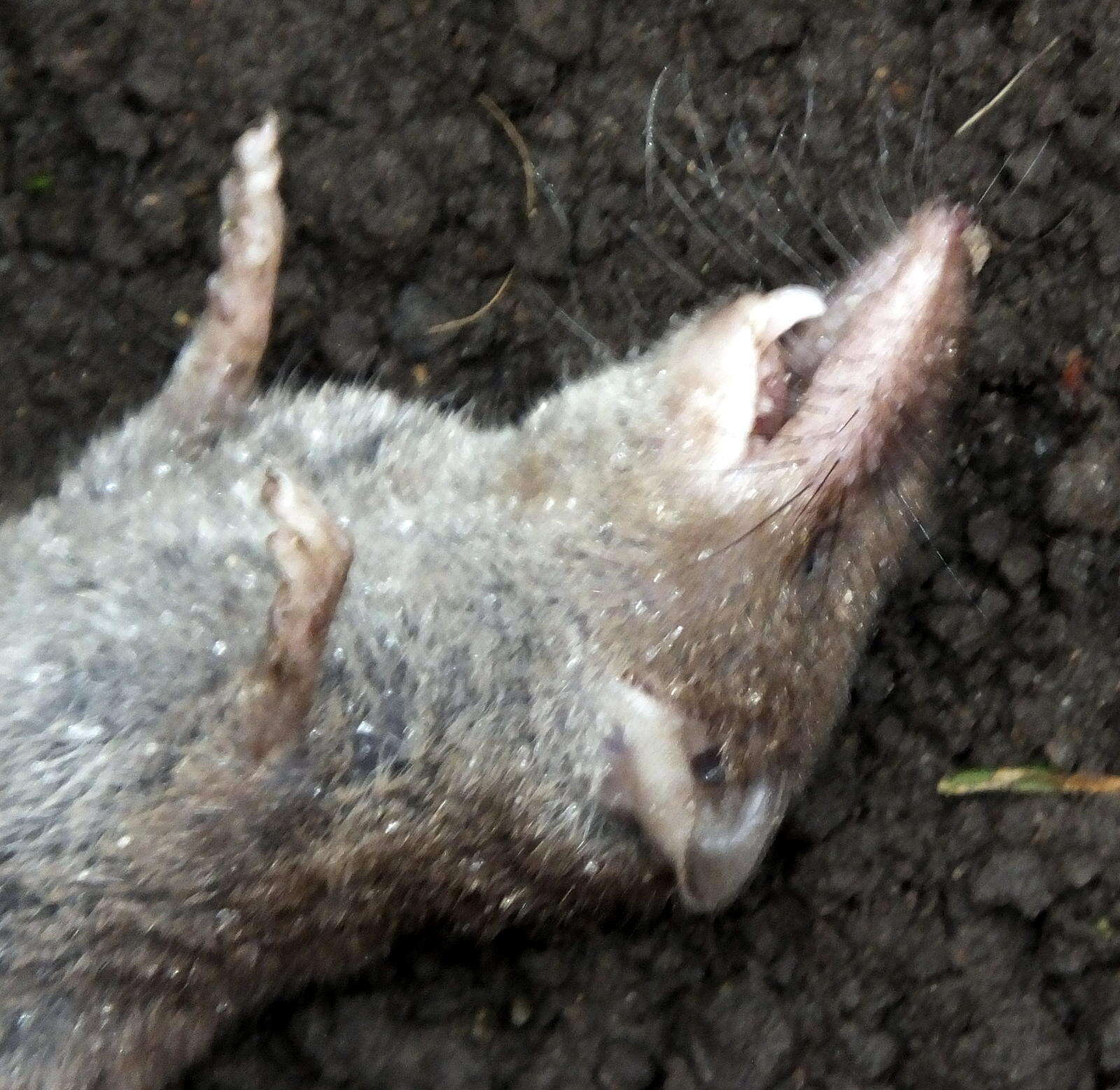 Image of Greater Red Musk Shrew
