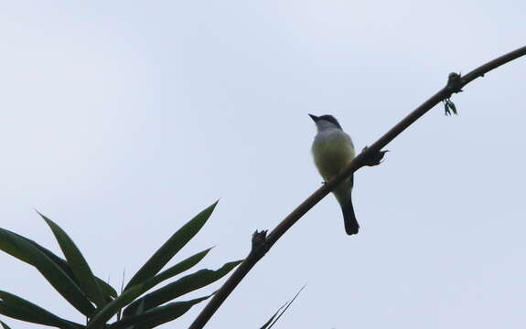 Image of Snowy-throated Kingbird