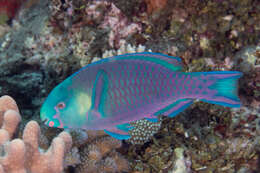 Image of Greensnout parrotfish