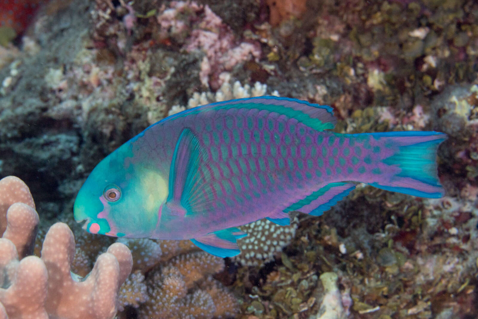 Image of Greensnout parrotfish