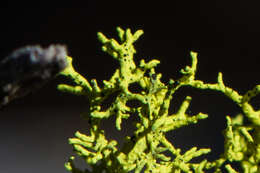 Image of Brown-eyed wolf lichen