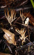 Image of Tremellodendropsis flagelliformis (Berk.) D. A. Crawford 1954