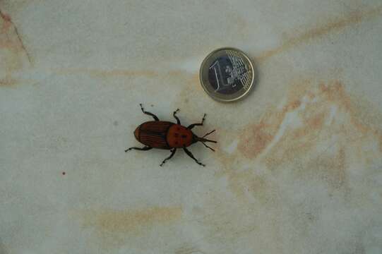 Image of Red palm weevil