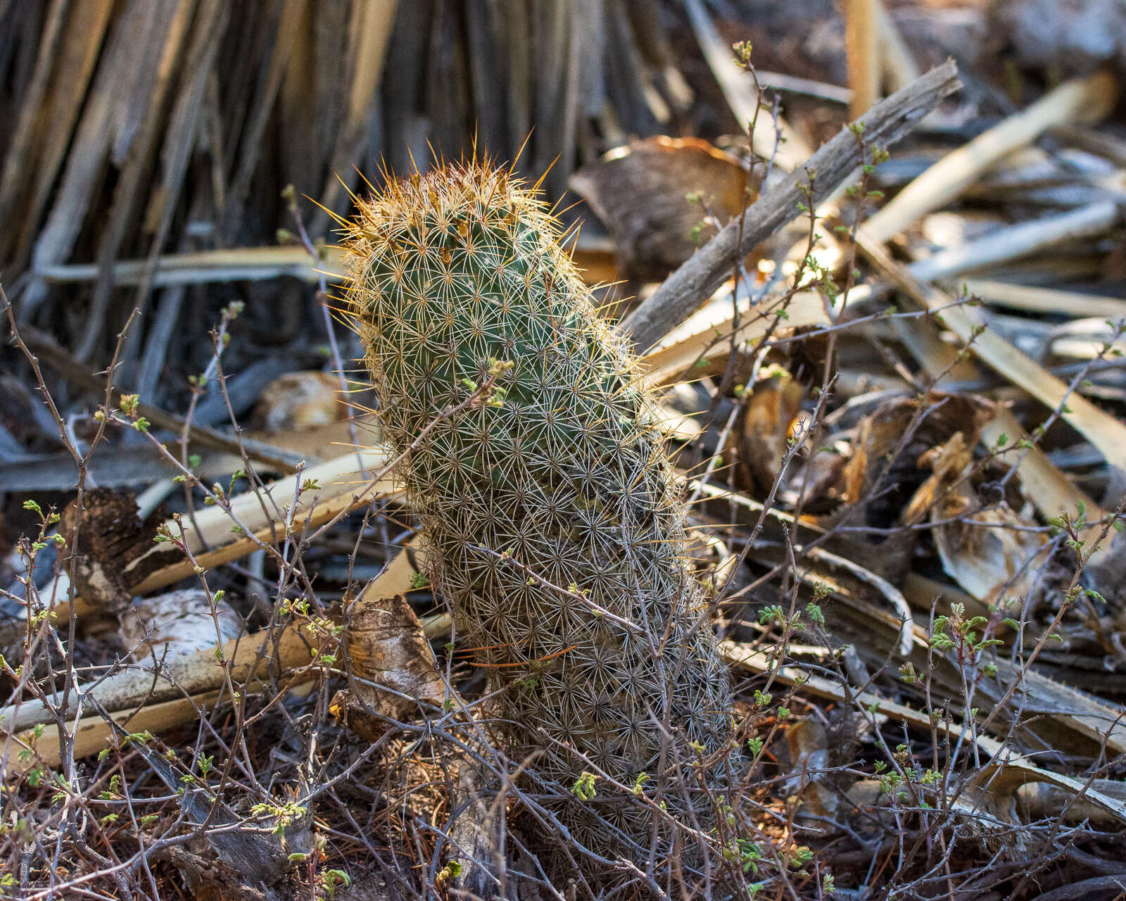 Image of Coryphantha potosiana (Jacobi) Glass & R. A. Foster