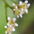 Micranthes fragosa (Suksd.) Small resmi